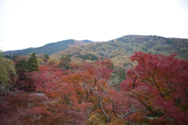 Красивый Осенний Пейзаж Разноцветными Листьями Деревьев — стоковое фото