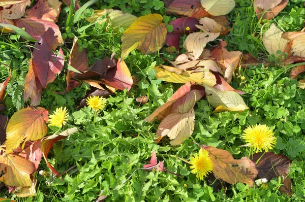 公園の草の中のカラフルな秋の葉のクローズアップビュー — ストック写真