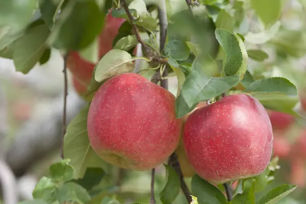 Manzanas Rojas Maduras Árbol Huerto —  Fotos de Stock