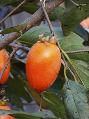 Ağaçtaki portakal meyvesi