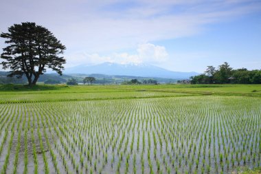 Japonya 'da pirinç terasları ve arka planda dağlar. 