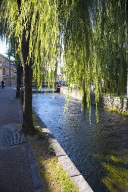 Parktaki nehirdeki ağaçların manzarası. 