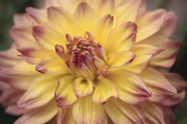 Yıldız çiçeği, yakın plan, güzel arka plan, yaz konsepti. 