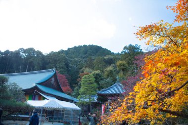 Yüksek ağaçların arasına kurulmuş huzurlu tapınak