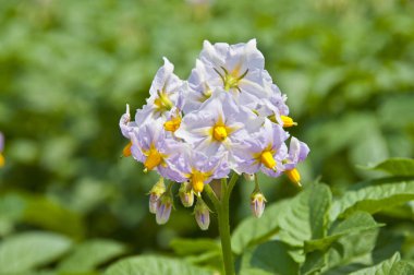 Bahçedeki güzel çiçeklerin manzarasını kapat.