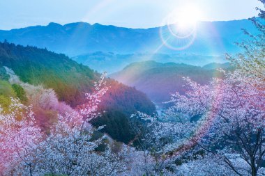 Dağlarda kiraz çiçeği sakura. Japonya.