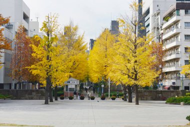 Sarı ağaçlar şehrin yolunu kaplıyor