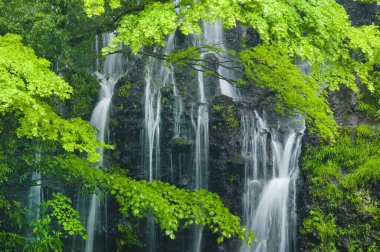 Yeşillik bir ormanın ortasında bir şelale.