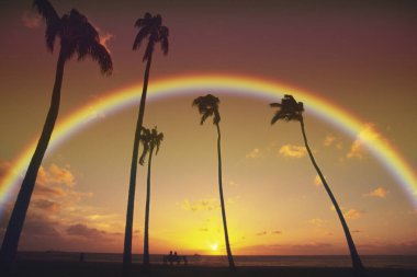 gökkuşağı ve palmiye ağaçları arkaplan görünümü 