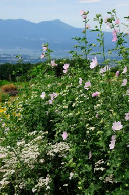 Dağlardaki çiçek ve ağaçların manzarası
