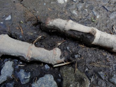 Kırık ağaç kökleri ıslak toprak ve sert taşlarda yatıyor.