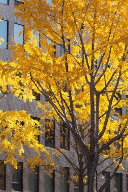 Şehirde sarı yapraklar