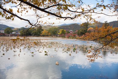 Japonya 'nın sonbaharda gölü olan güzel manzarası 