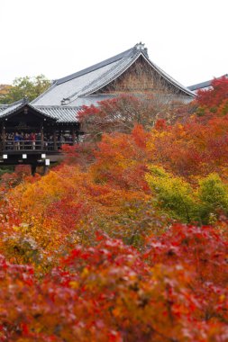 Japonya'da sonbahar yaprakları