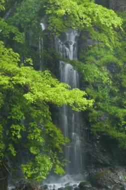 Yeşillik bir ormanın ortasında bir şelale.