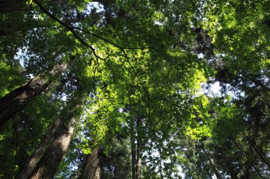 Ormanda yeşil ağaçlar