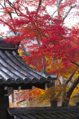 Parkta güzel sonbahar ağaçları, doğa bitki örtüsü
