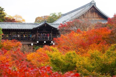 Parkta güzel sonbahar ağaçları, doğa bitki örtüsü