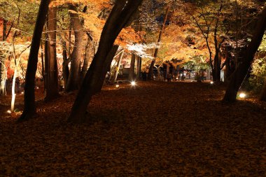 Ormandaki güzel sonbahar manzarası