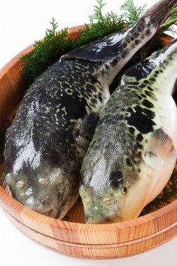 Sepette pişirmek için baharatlı taze kaplan küresi balığı. Zehirli fugu balığı, Japon yemeği. 