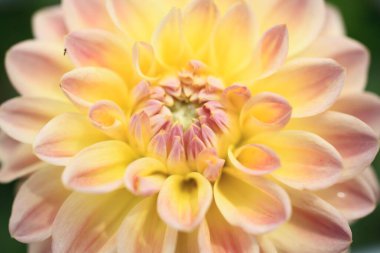 Bahçede çiçek açan güzel yıldız çiçeğinin yakın görüntüsü