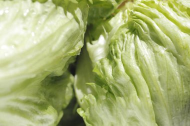 Taze marul yapraklarını kapatın. yüksek kaliteli fotoğraf