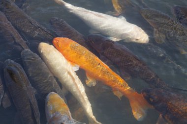 Gölde yüzen güzel koi balıklarının yakın çekim görüntüsü.