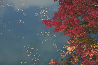 Ormandaki bir akçaağacın sonbahar manzarası
