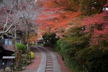 Güzel Japon sonbahar mevsimi Parlak ağaçlar ve köy yolları