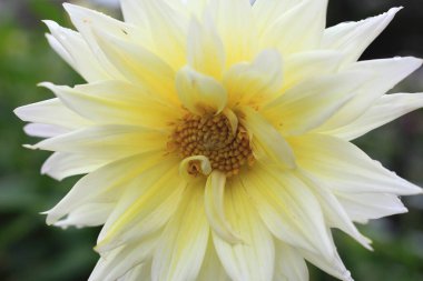 Yıldız çiçeği, yakın plan, güzel arka plan, yaz konsepti. 