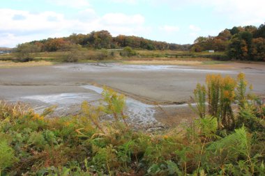 Sonbaharda kum ve bitkilerle dolu kurak nehir manzarası      