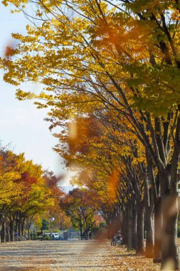 Japonya'da sonbahar yaprakları
