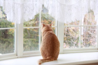 Evin içinde sevimli bir kedi var, kapat.