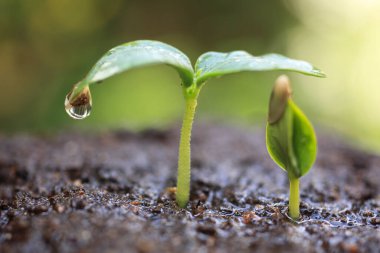Topraktan büyüyen yeşil filizlerin yakın görüntüsü