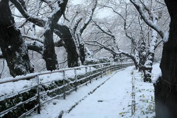 Tokyo Daki Kış Parkında Ağaçlar Karla Kaplandı — Stok fotoğraf
