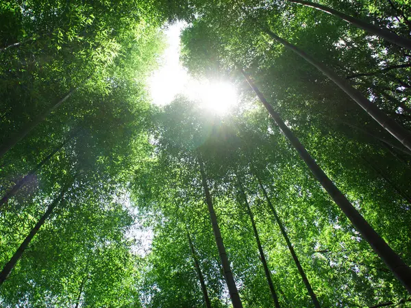 Green Bamboo forest in morning sunshine