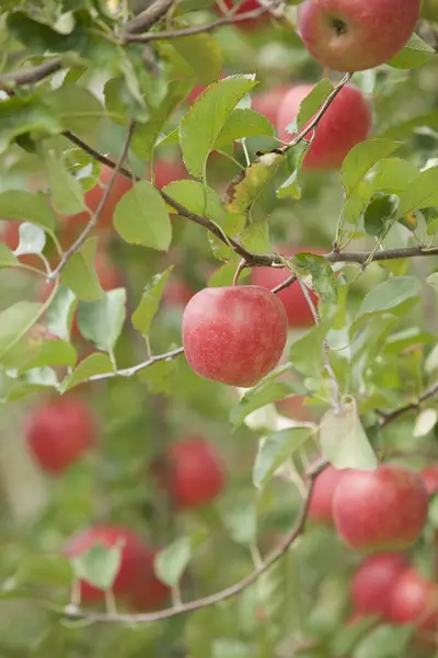 Manzanas Rojas Maduras Jardín —  Fotos de Stock