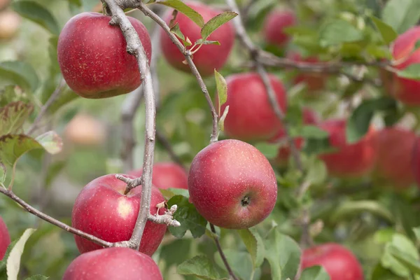 Manzanas Rojas Maduras Ramas Del Huerto —  Fotos de Stock
