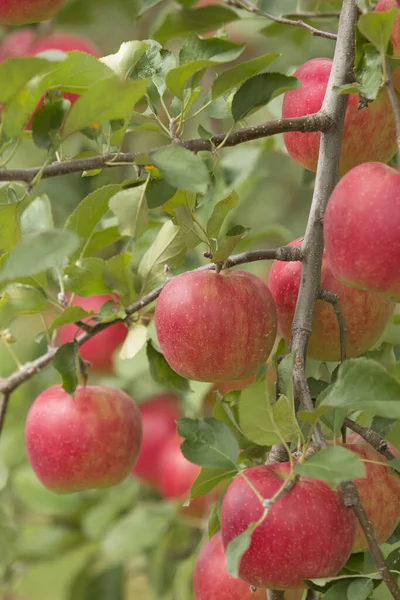 在花园里的树上 红色成熟的苹果 — 图库照片