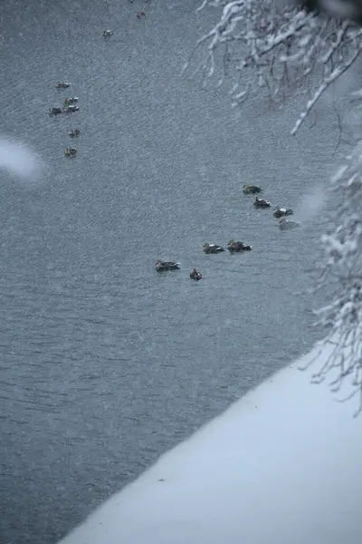 View Winter Park Ducks Lake — Stock Photo, Image