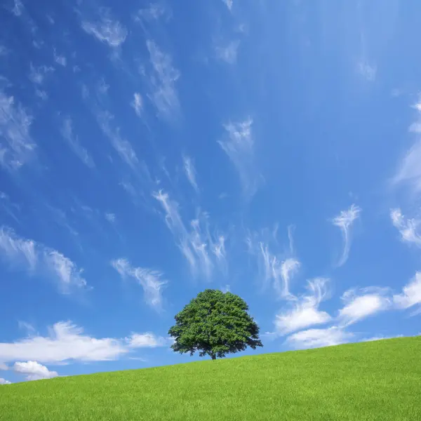Árbol Verde Prado Con Cielo Azul —  Fotos de Stock