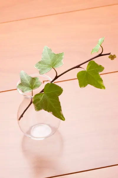 Φυτό Κισσός Γυάλινο Βάζο Ξύλινο Τραπέζι — Φωτογραφία Αρχείου