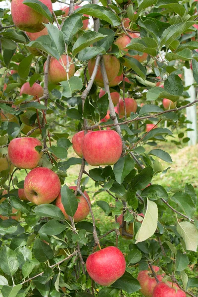 果园里成熟的红苹果的特写 — 图库照片