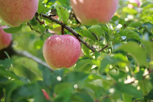 Manzanas Rojas Orgánicas Frescas Jardín —  Fotos de Stock