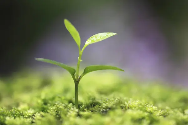 Kleine Grüne Pflanze Die Auf Grünem Moos Wächst Makro — Stockfoto