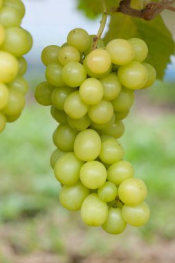 Taze organik beyaz üzümler.     