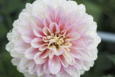 Yıldız çiçeği, yakın plan, güzel arka plan, yaz konsepti. 