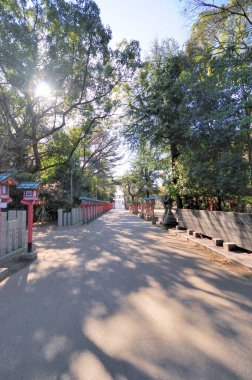 Gün ışığı, yapraklı ağaçların arasından huzurlu bir yol boyunca akıyor.