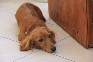 Evin içinde sevimli bir köpek, yakın çekim. 
