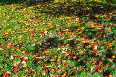 Renkli yaprakları, sonbahar mevsimi ve yaprakları olan sonbahar parkı